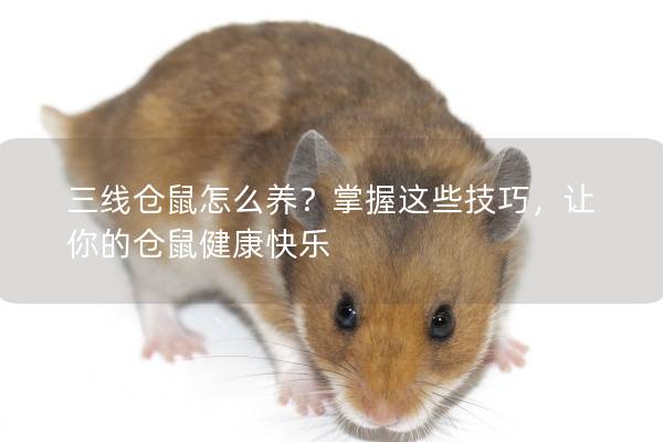 三线仓鼠怎么养？掌握这些技巧，让你的仓鼠健康快乐