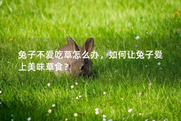 兔子不爱吃草怎么办，如何让兔子爱上美味草食？