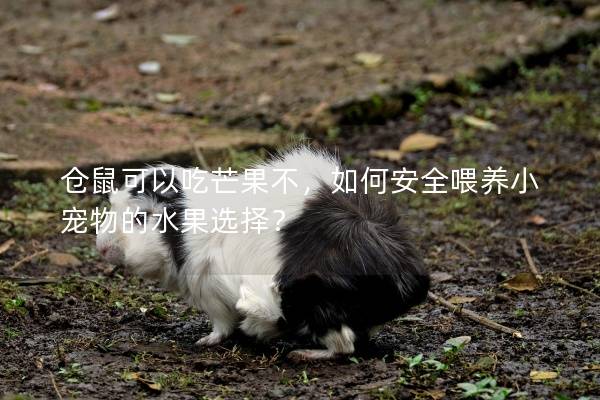 仓鼠可以吃芒果不，如何安全喂养小宠物的水果选择？