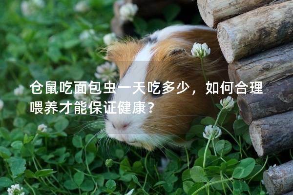 仓鼠吃面包虫一天吃多少，如何合理喂养才能保证健康？