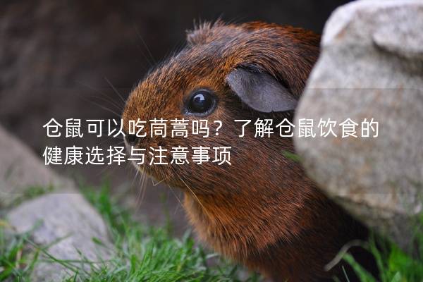 仓鼠可以吃茼蒿吗？了解仓鼠饮食的健康选择与注意事项