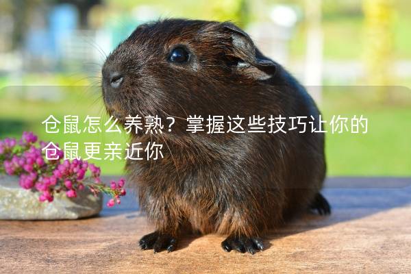 仓鼠怎么养熟？掌握这些技巧让你的仓鼠更亲近你