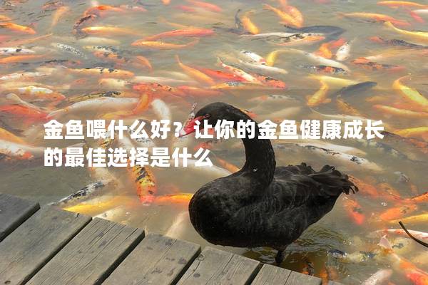 金鱼喂什么好？让你的金鱼健康成长的最佳选择是什么