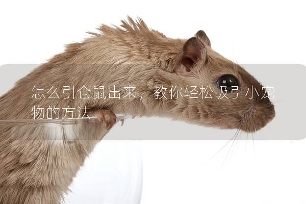 怎么引仓鼠出来，教你轻松吸引小宠物的方法
