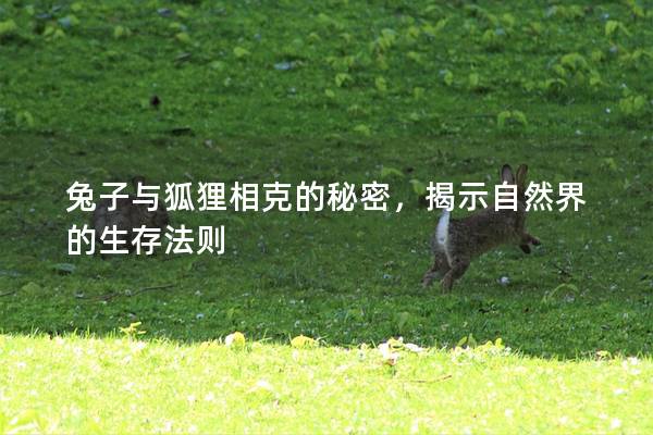 兔子与狐狸相克的秘密，揭示自然界的生存法则