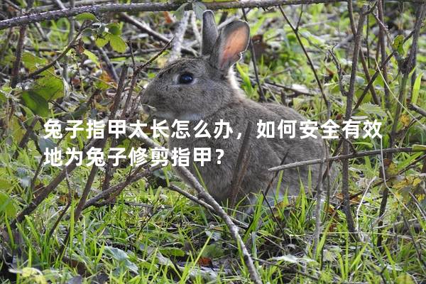 兔子指甲太长怎么办，如何安全有效地为兔子修剪指甲？