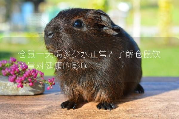 仓鼠一天喝多少水正常？了解仓鼠饮水量对健康的影响