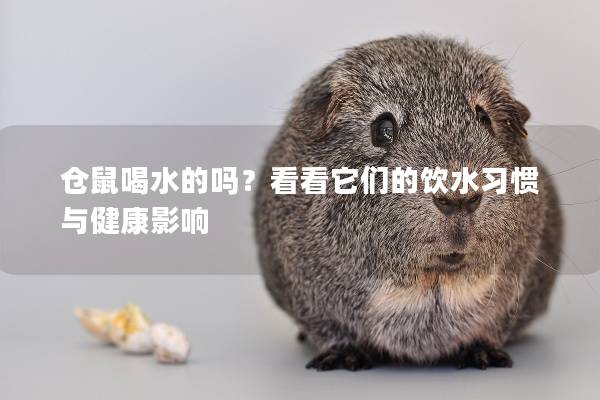 仓鼠喝水的吗？看看它们的饮水习惯与健康影响