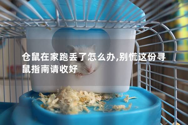 仓鼠在家跑丢了怎么办,别慌这份寻鼠指南请收好