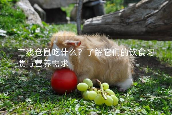 三线仓鼠吃什么？了解它们的饮食习惯与营养需求