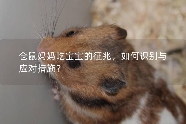 仓鼠妈妈吃宝宝的征兆，如何识别与应对措施？