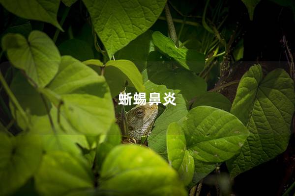 蜥蜴鼻炎