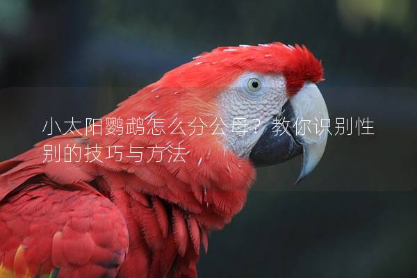 小太阳鹦鹉怎么分公母？教你识别性别的技巧与方法