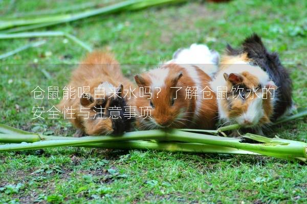 仓鼠能喝自来水吗？了解仓鼠饮水的安全性与注意事项