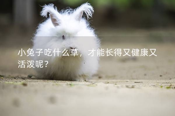 小兔子吃什么草，才能长得又健康又活泼呢？