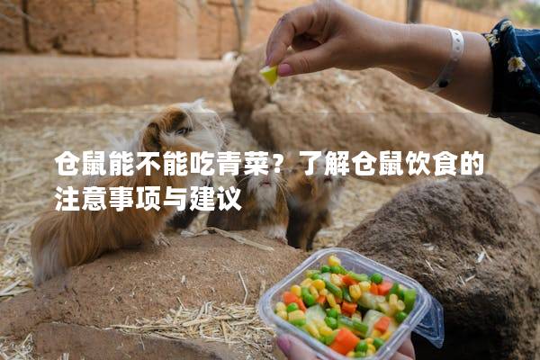 仓鼠能不能吃青菜？了解仓鼠饮食的注意事项与建议
