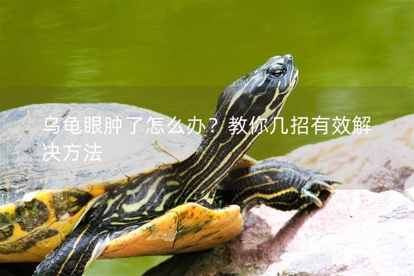 乌龟眼肿了怎么办？教你几招有效解决方法