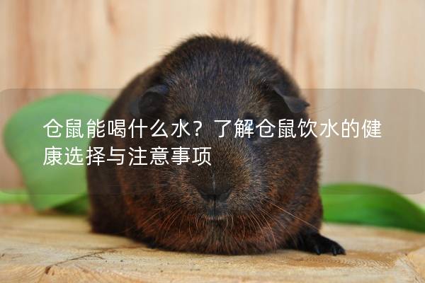 仓鼠能喝什么水？了解仓鼠饮水的健康选择与注意事项