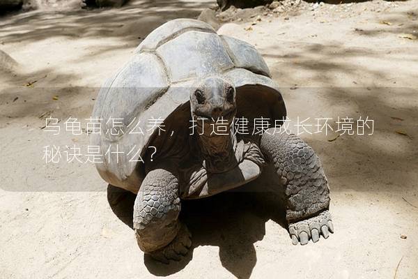乌龟苗怎么养，打造健康成长环境的秘诀是什么？