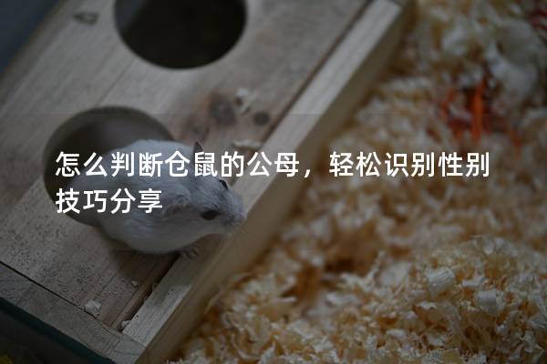 怎么判断仓鼠的公母，轻松识别性别技巧分享