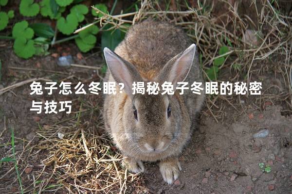 兔子怎么冬眠？揭秘兔子冬眠的秘密与技巧