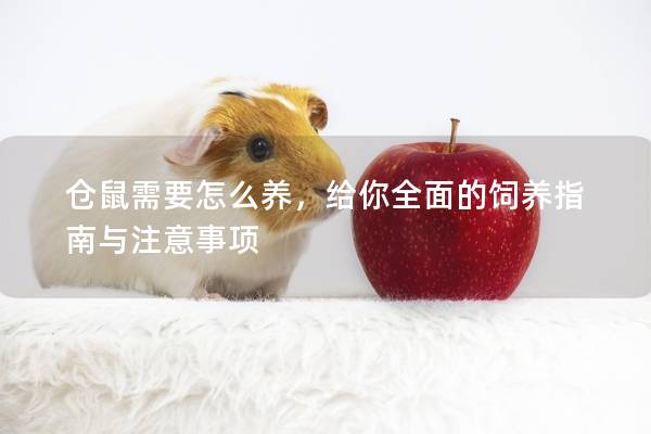 仓鼠需要怎么养，给你全面的饲养指南与注意事项
