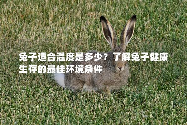 兔子适合温度是多少？了解兔子健康生存的最佳环境条件