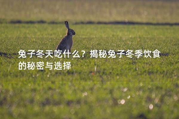 兔子冬天吃什么？揭秘兔子冬季饮食的秘密与选择