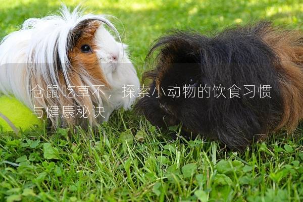 仓鼠吃草不，探索小动物的饮食习惯与健康秘诀