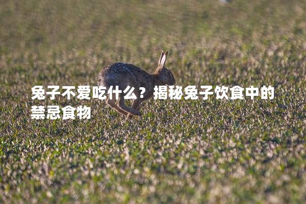 兔子不爱吃什么？揭秘兔子饮食中的禁忌食物