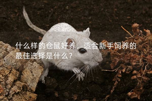 什么样的仓鼠好养，适合新手饲养的最佳选择是什么？