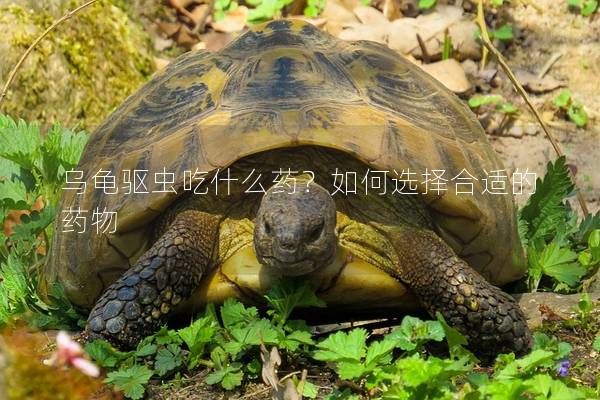 乌龟驱虫吃什么药？如何选择合适的药物