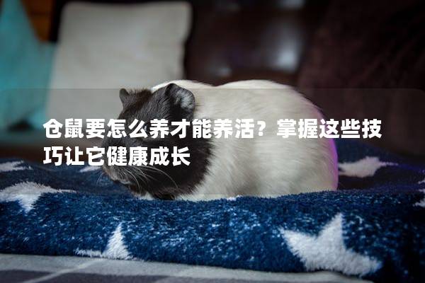 仓鼠要怎么养才能养活？掌握这些技巧让它健康成长