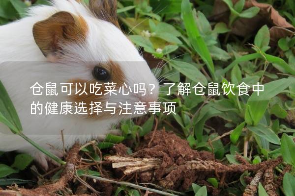 仓鼠可以吃菜心吗？了解仓鼠饮食中的健康选择与注意事项