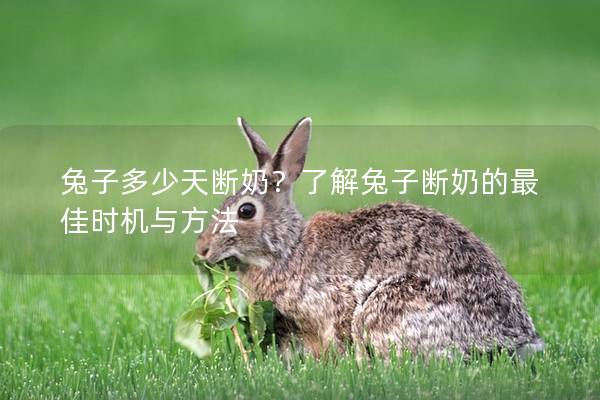 兔子多少天断奶？了解兔子断奶的最佳时机与方法