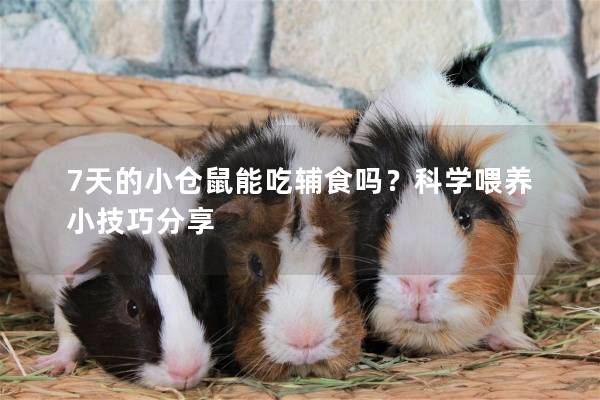 7天的小仓鼠能吃辅食吗？科学喂养小技巧分享