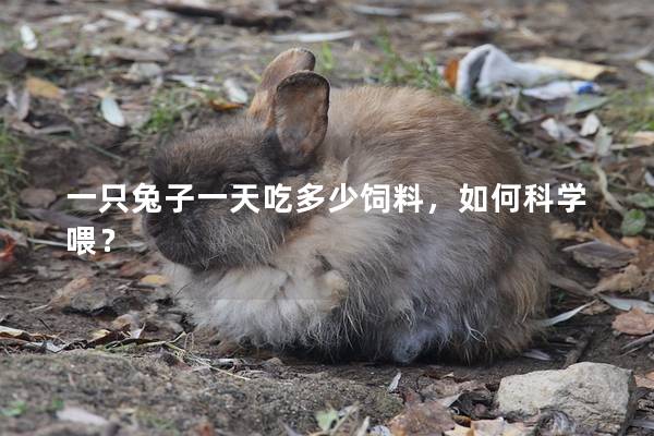 一只兔子一天吃多少饲料，如何科学喂？