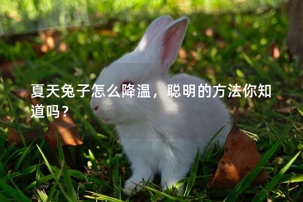 夏天兔子怎么降温，聪明的方法你知道吗？