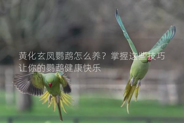 黄化玄凤鹦鹉怎么养？掌握这些技巧让你的鹦鹉健康快乐