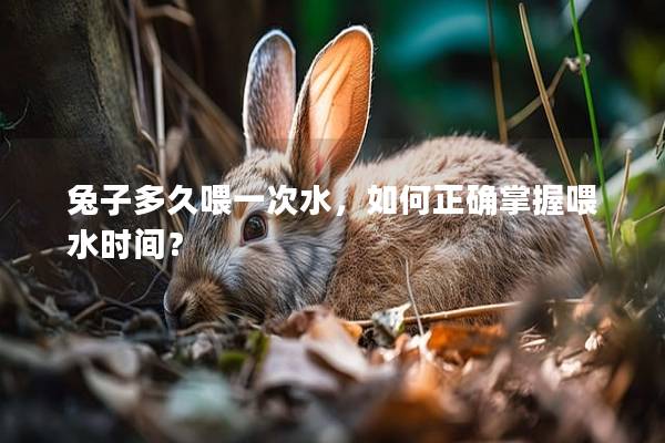 兔子多久喂一次水，如何正确掌握喂水时间？