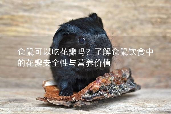 仓鼠可以吃花瓣吗？了解仓鼠饮食中的花瓣安全性与营养价值