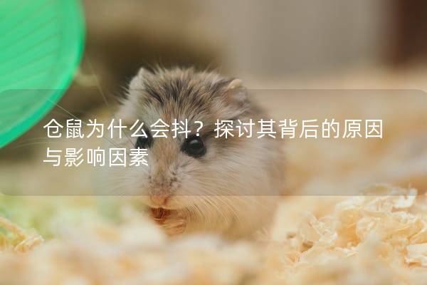 仓鼠为什么会抖？探讨其背后的原因与影响因素