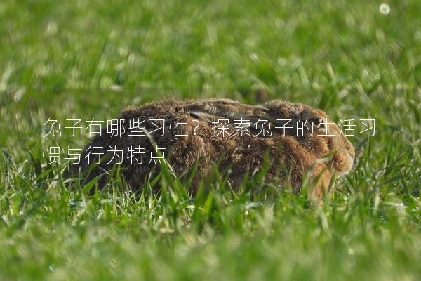 兔子有哪些习性？探索兔子的生活习惯与行为特点
