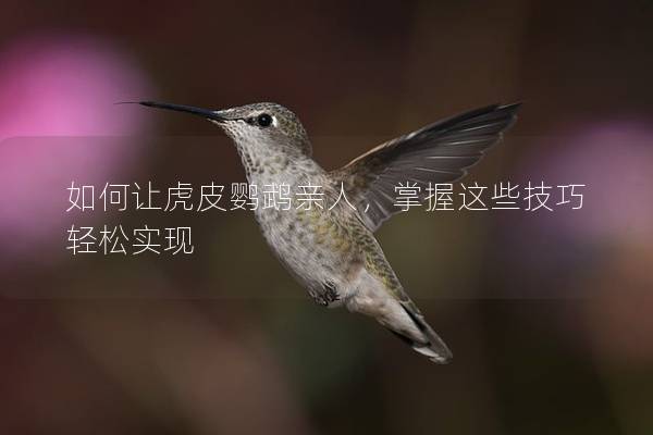 如何让虎皮鹦鹉亲人，掌握这些技巧轻松实现