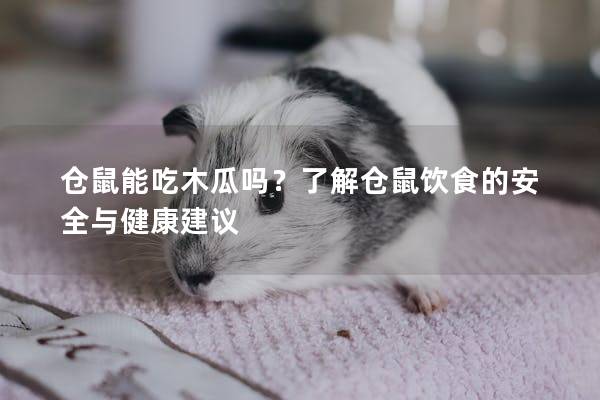 仓鼠能吃木瓜吗？了解仓鼠饮食的安全与健康建议