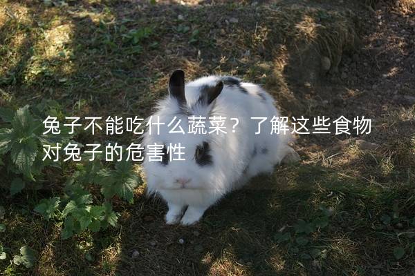 兔子不能吃什么蔬菜？了解这些食物对兔子的危害性