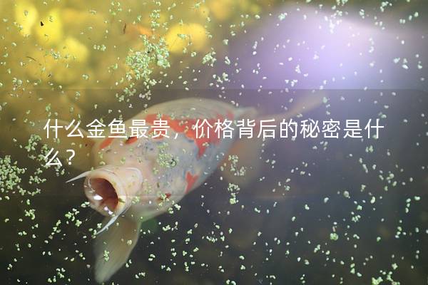 什么金鱼最贵，价格背后的秘密是什么？