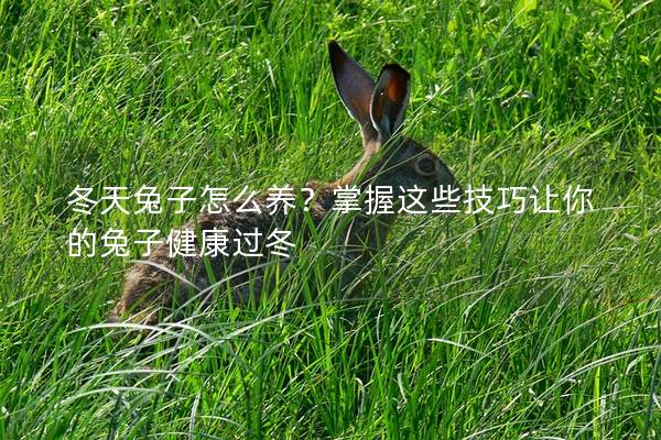 冬天兔子怎么养？掌握这些技巧让你的兔子健康过冬