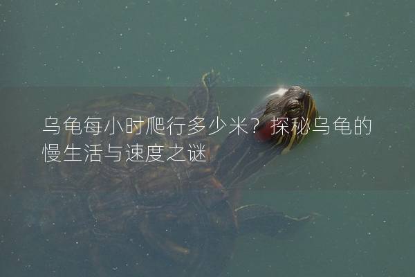 乌龟每小时爬行多少米？探秘乌龟的慢生活与速度之谜
