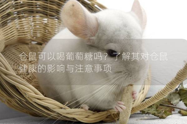 仓鼠可以喝葡萄糖吗？了解其对仓鼠健康的影响与注意事项